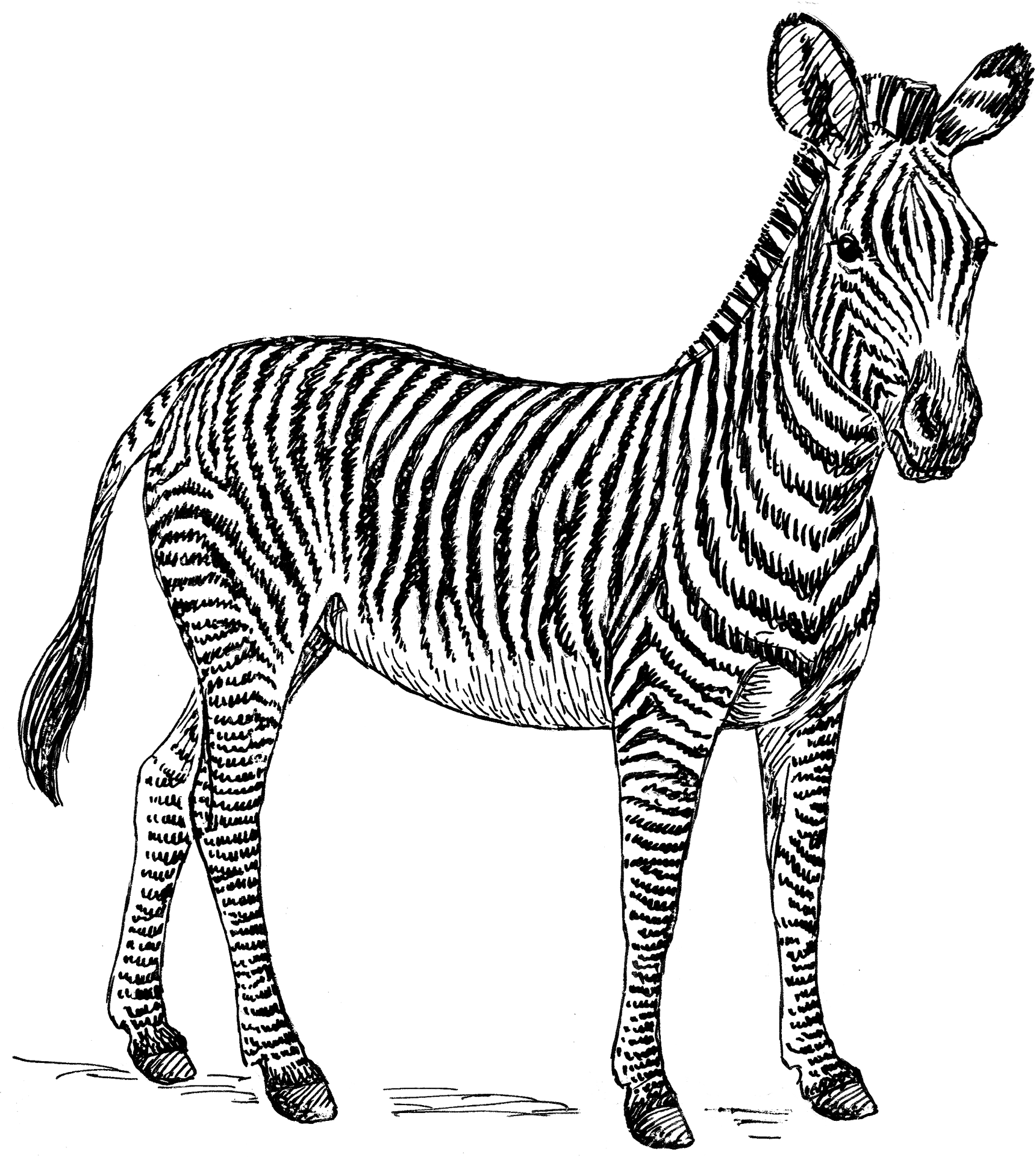 Vintage Zebra Sketch Artwork PNG