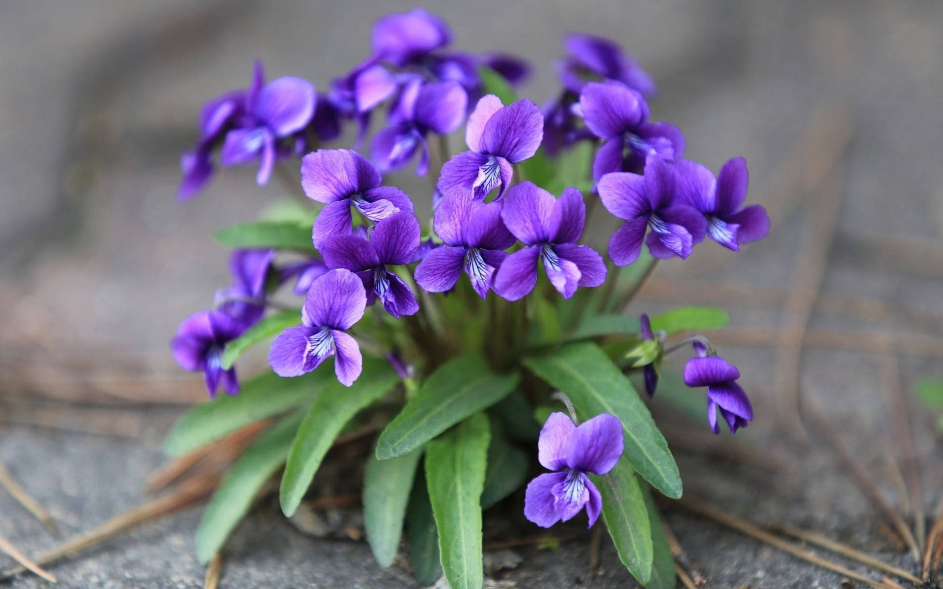 Viola Mandshurica Flowers Wallpaper