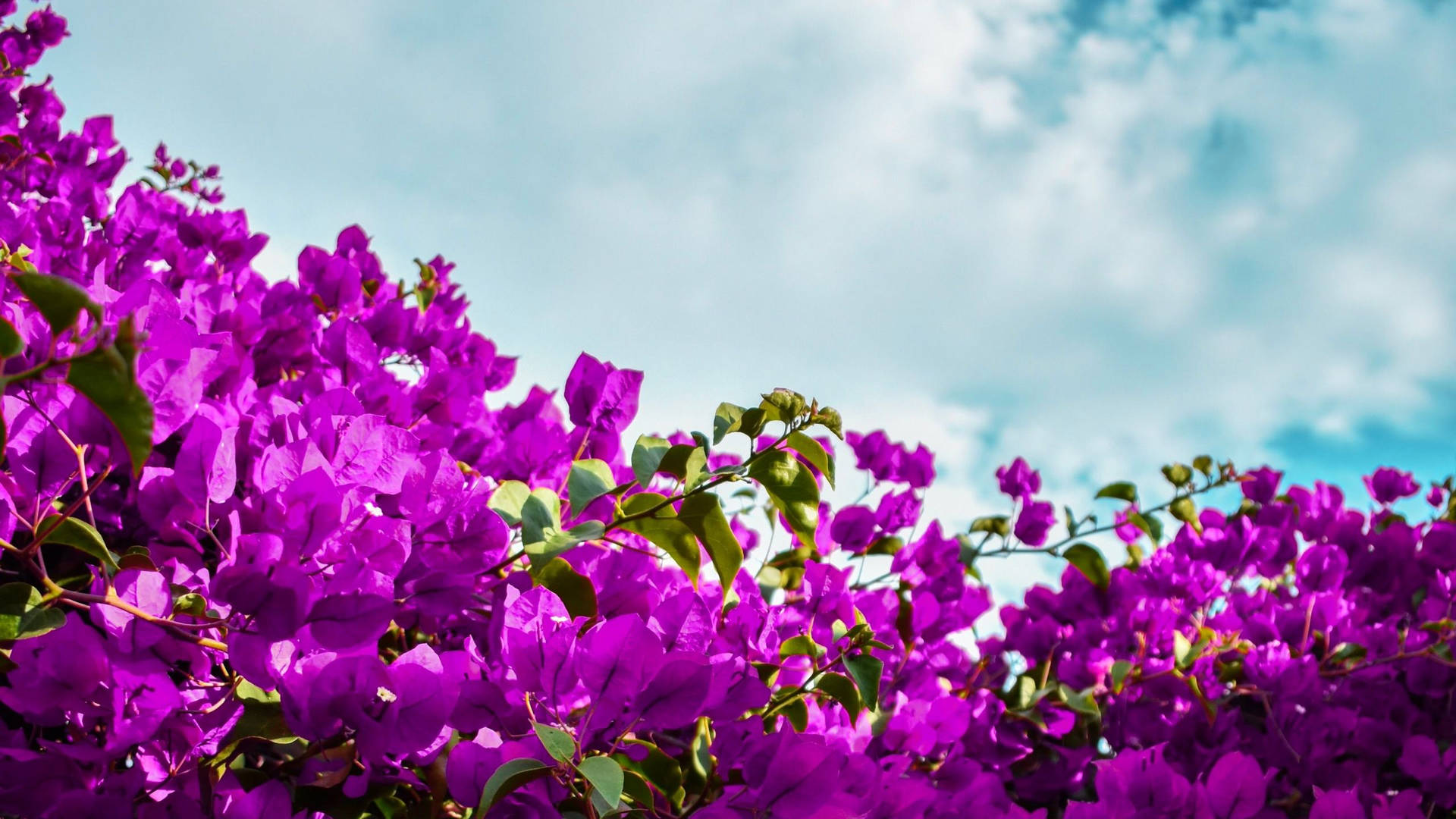 Floresde Buganvilla Estética Violeta. Fondo de pantalla