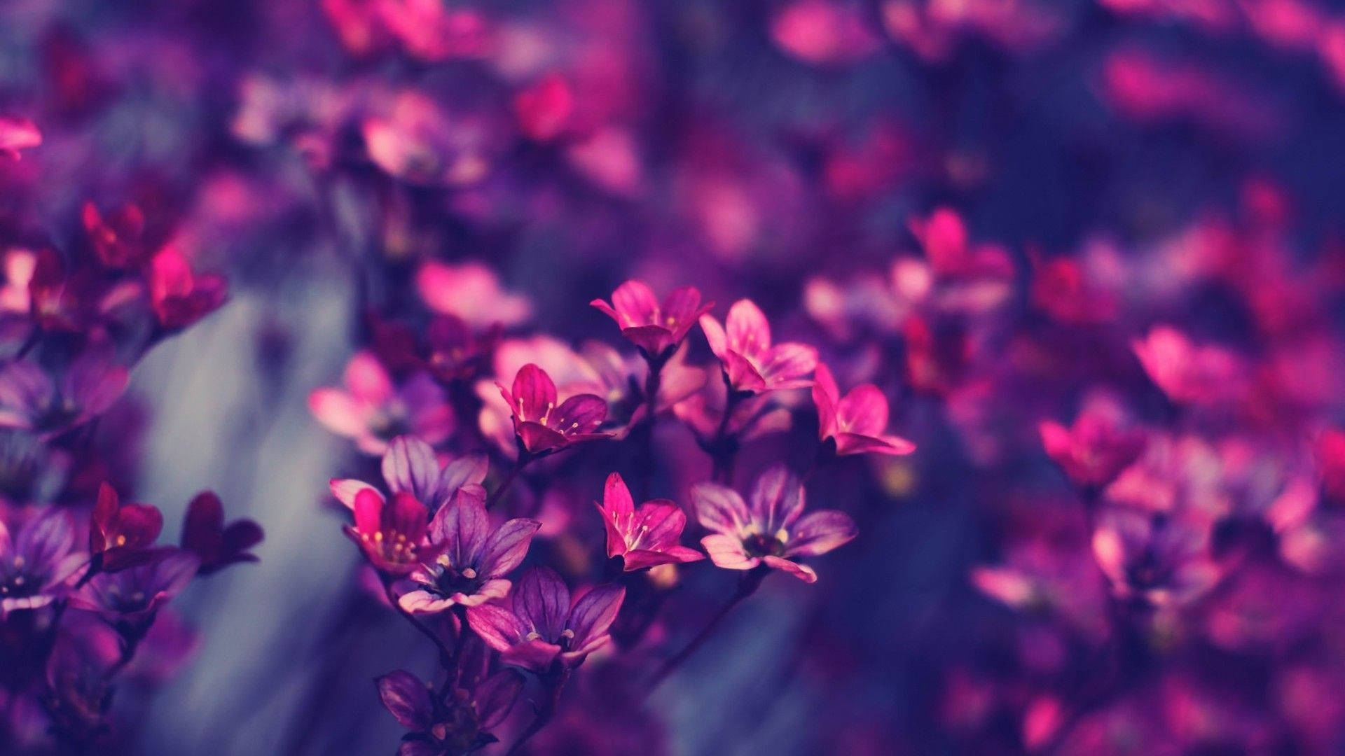 Violet Aesthetic Flowers Background Wallpaper