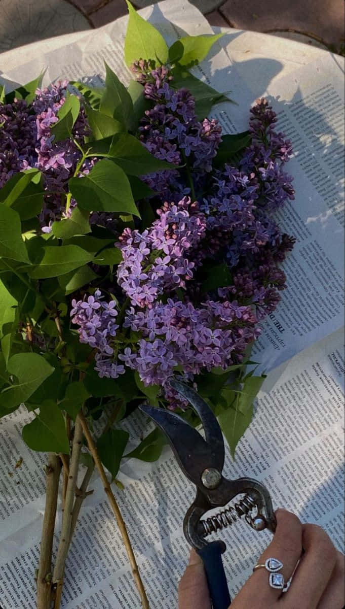 Förskönadina Väggar Med Denna Fantastiska Violett Estetisk Bakgrund.