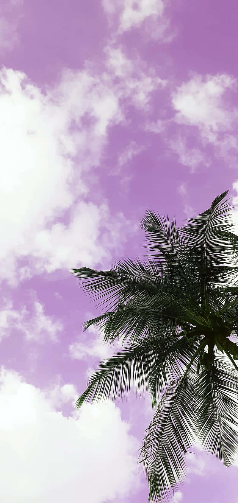 A Palm Tree Is In The Sky With Clouds