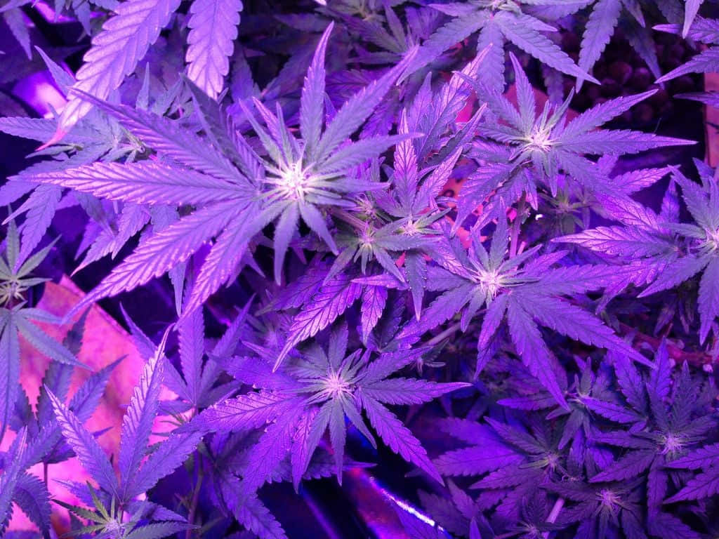 A Purple Plant With Purple Lights