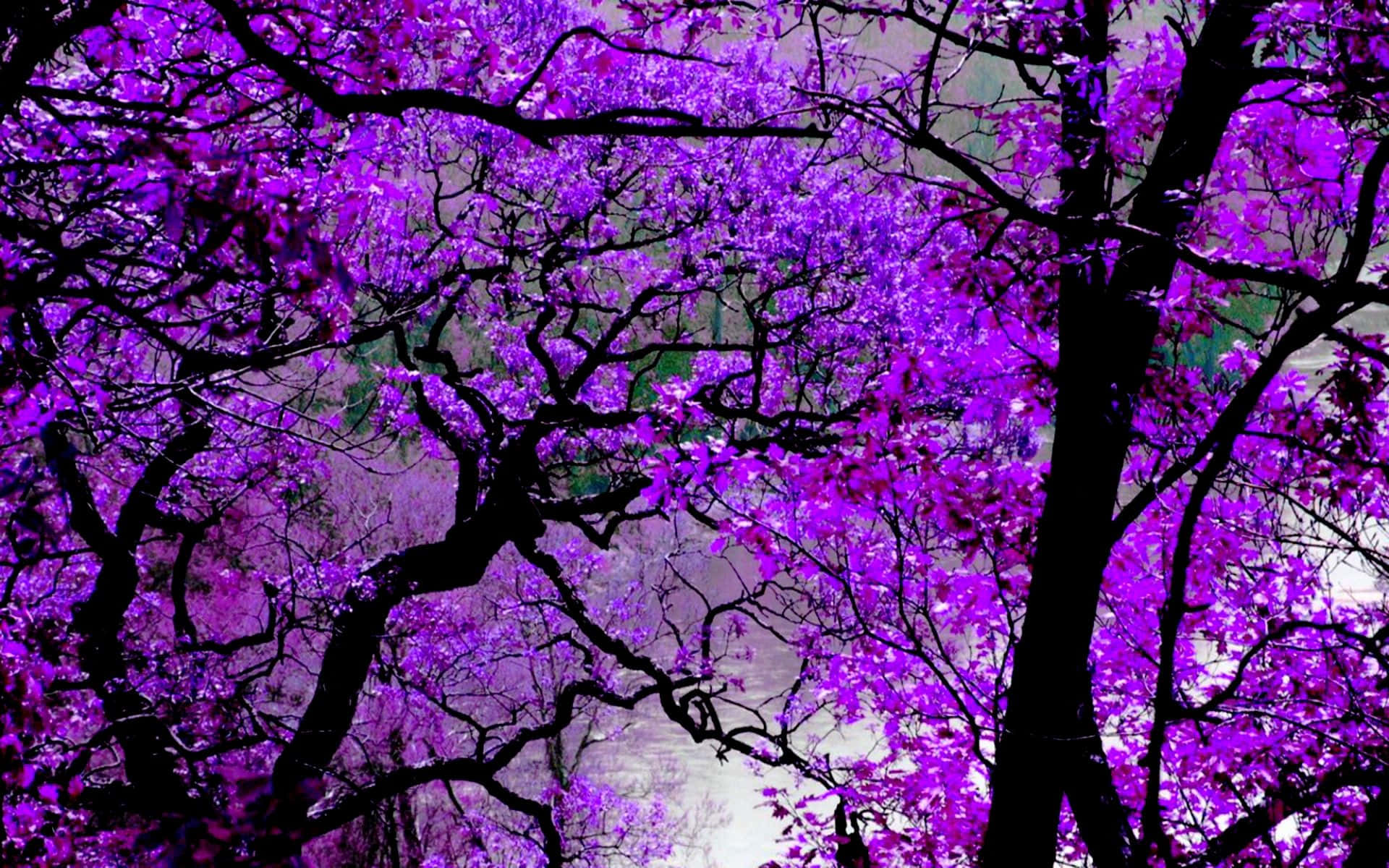 A purple haze of soft, vibrant color