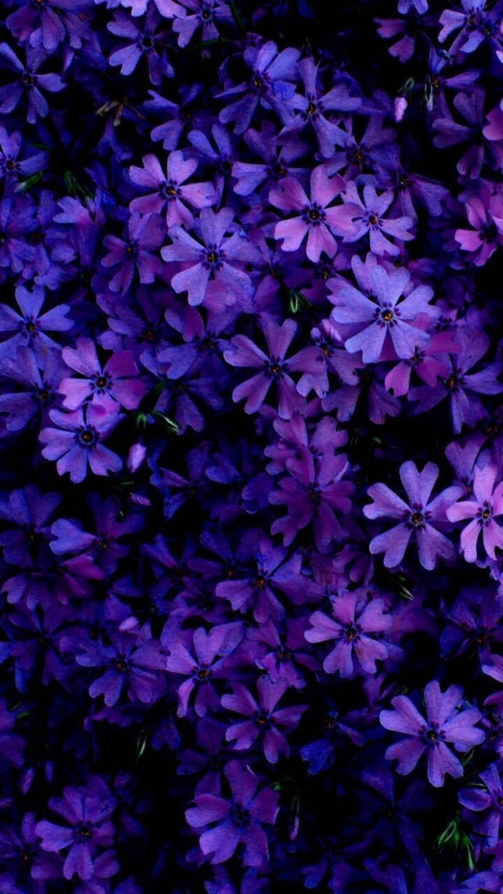 Violet Daisy Flowers Phone Wallpaper