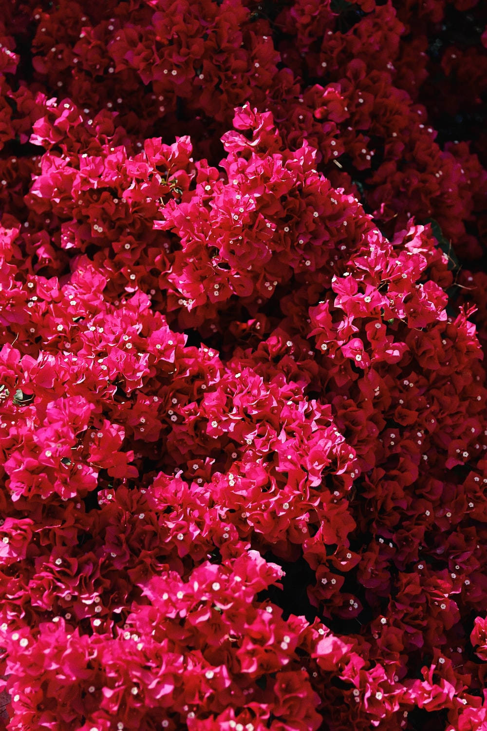 Violet Delight - A Stunning Display Of Bougainvillea Blooming Wallpaper