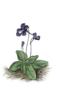 Violet Flower Illustration PNG