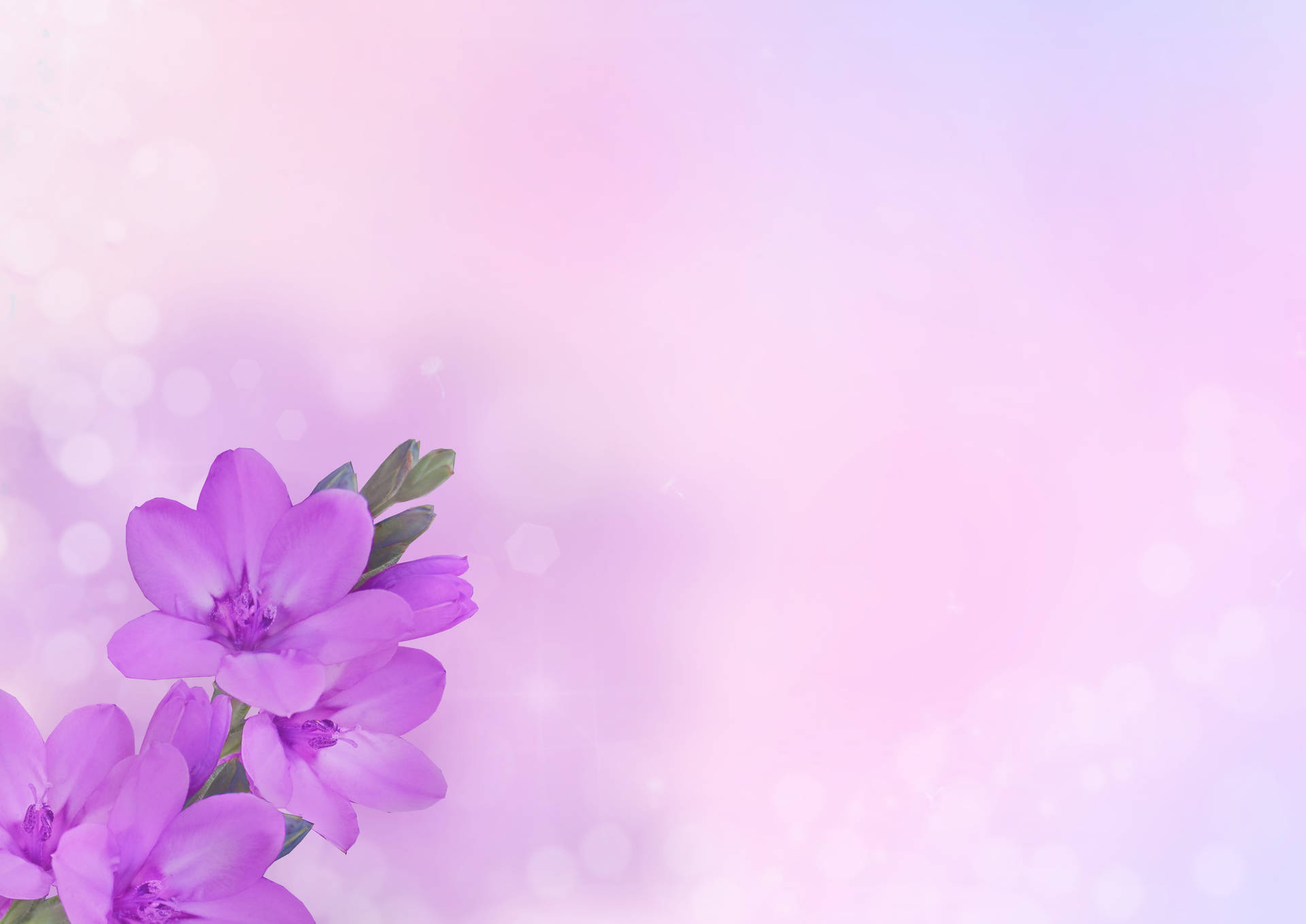 Computadoracon Temática De Flores Violetas Y Estética Pastel. Fondo de pantalla