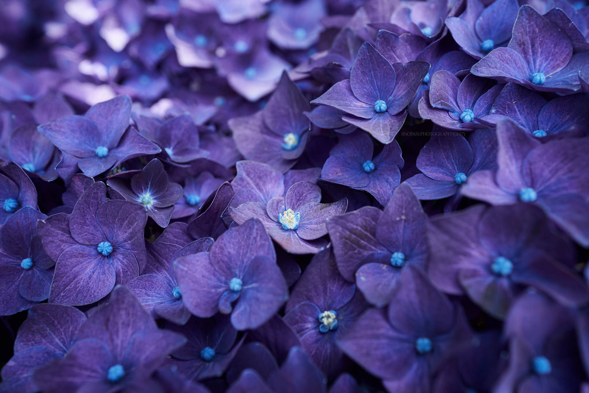 Violet Flowers Hotmail Wallpaper