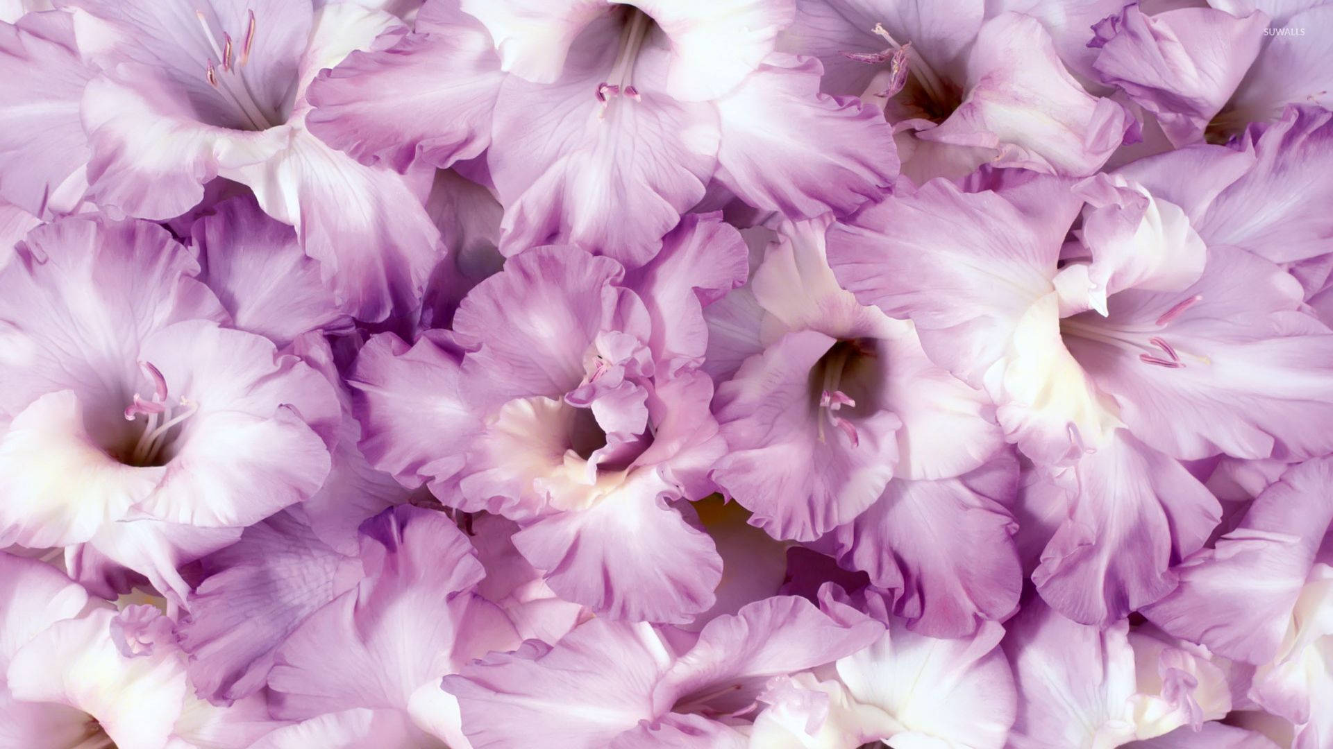 Violet Gladiolus Blomster Wallpaper