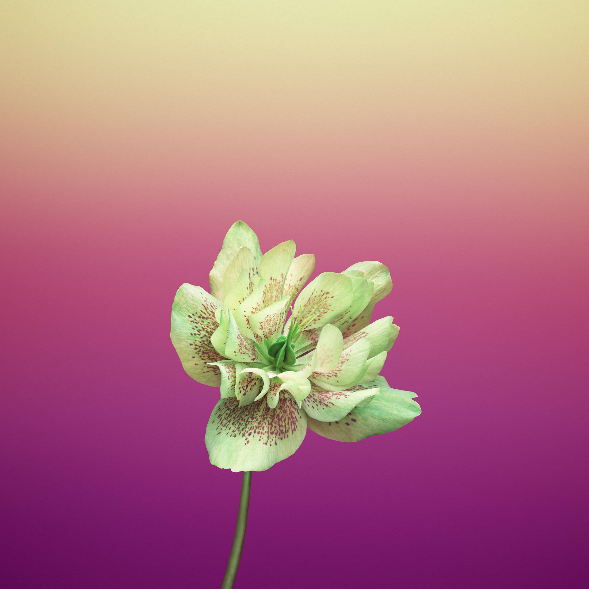 Violet Helleborus Orientalis Apple Flower Wallpaper