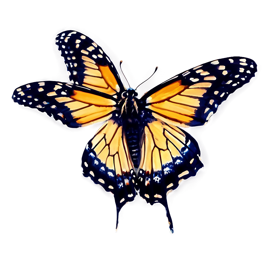 Download Violet Monarch Butterfly Png Gpq92 | Wallpapers.com