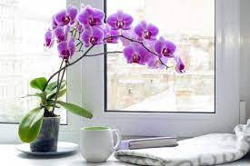 Violet Orchid On Desk Wallpaper