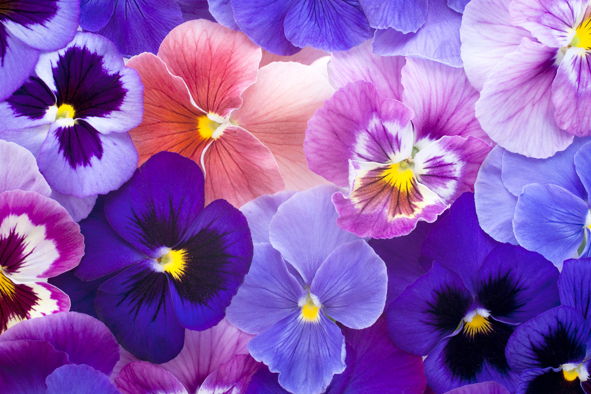 Floresem Tons Violeta, Roxo E Pêssego. Papel de Parede
