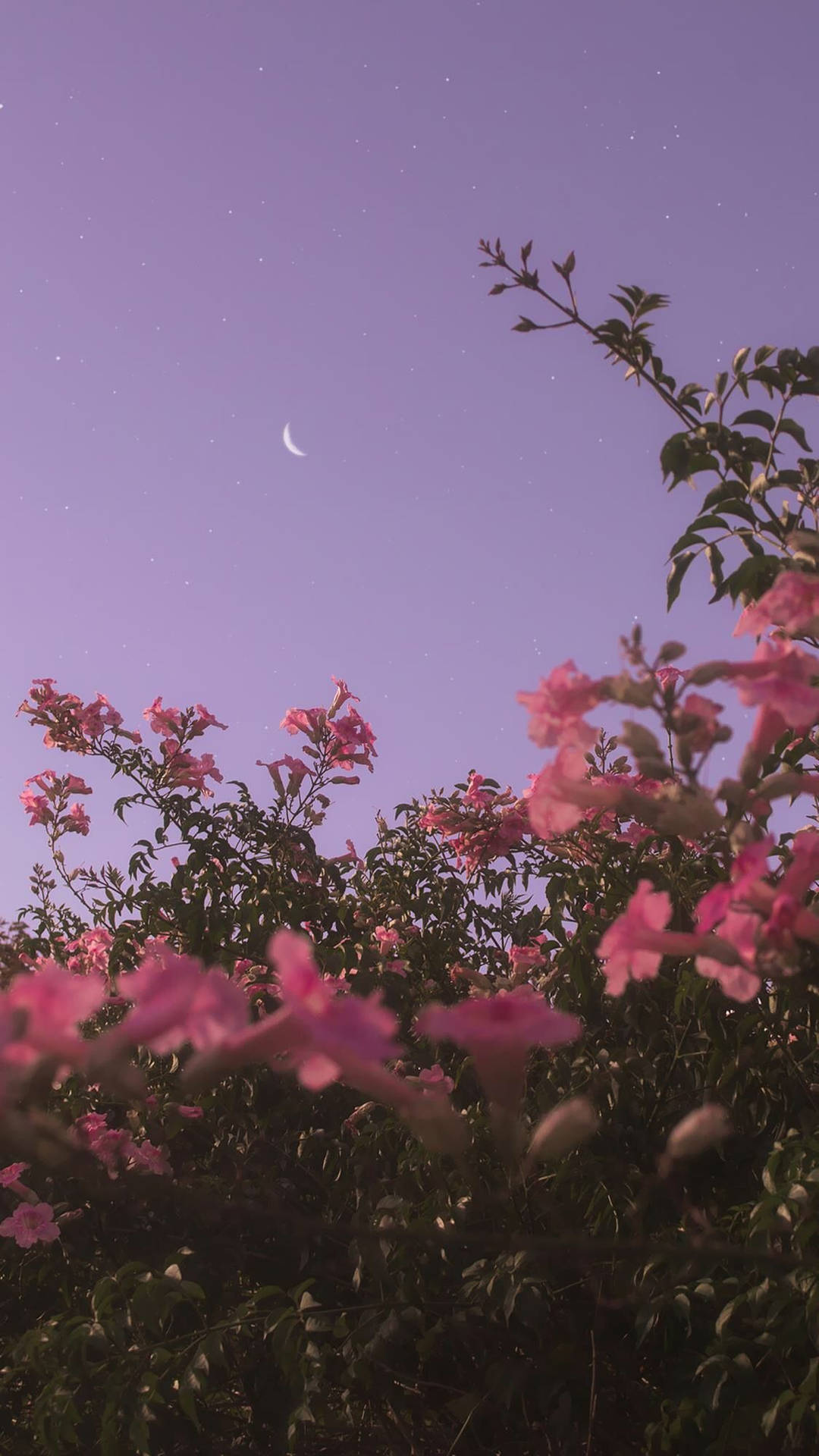 Violetterhimmel, Rosa Blumen, Ästhetisch Wallpaper