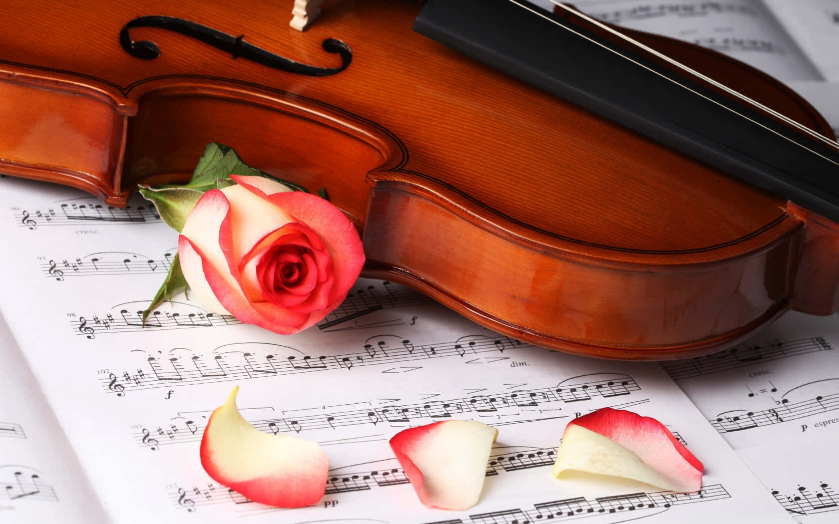 Violin With Rose Petals Picture