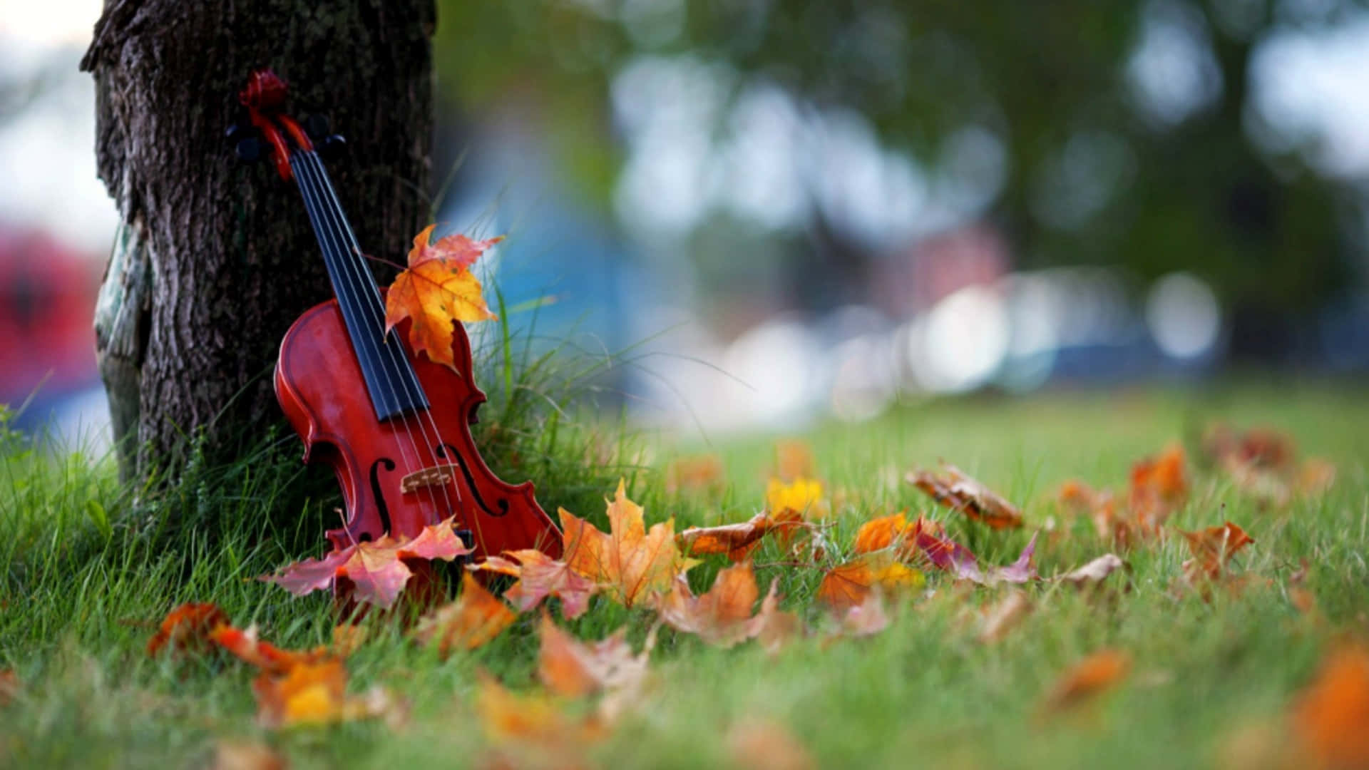 Violin On Fall Tree Picture
