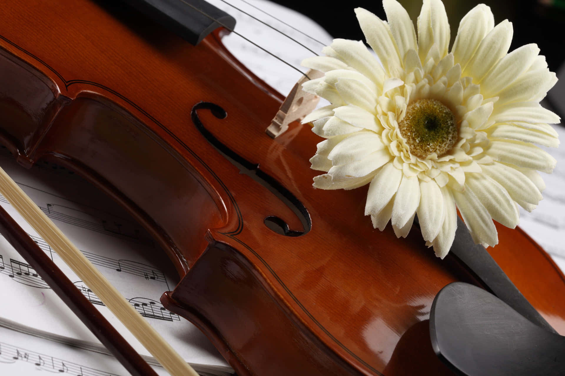 Watch the Joyful Strum of a Violin Wallpaper