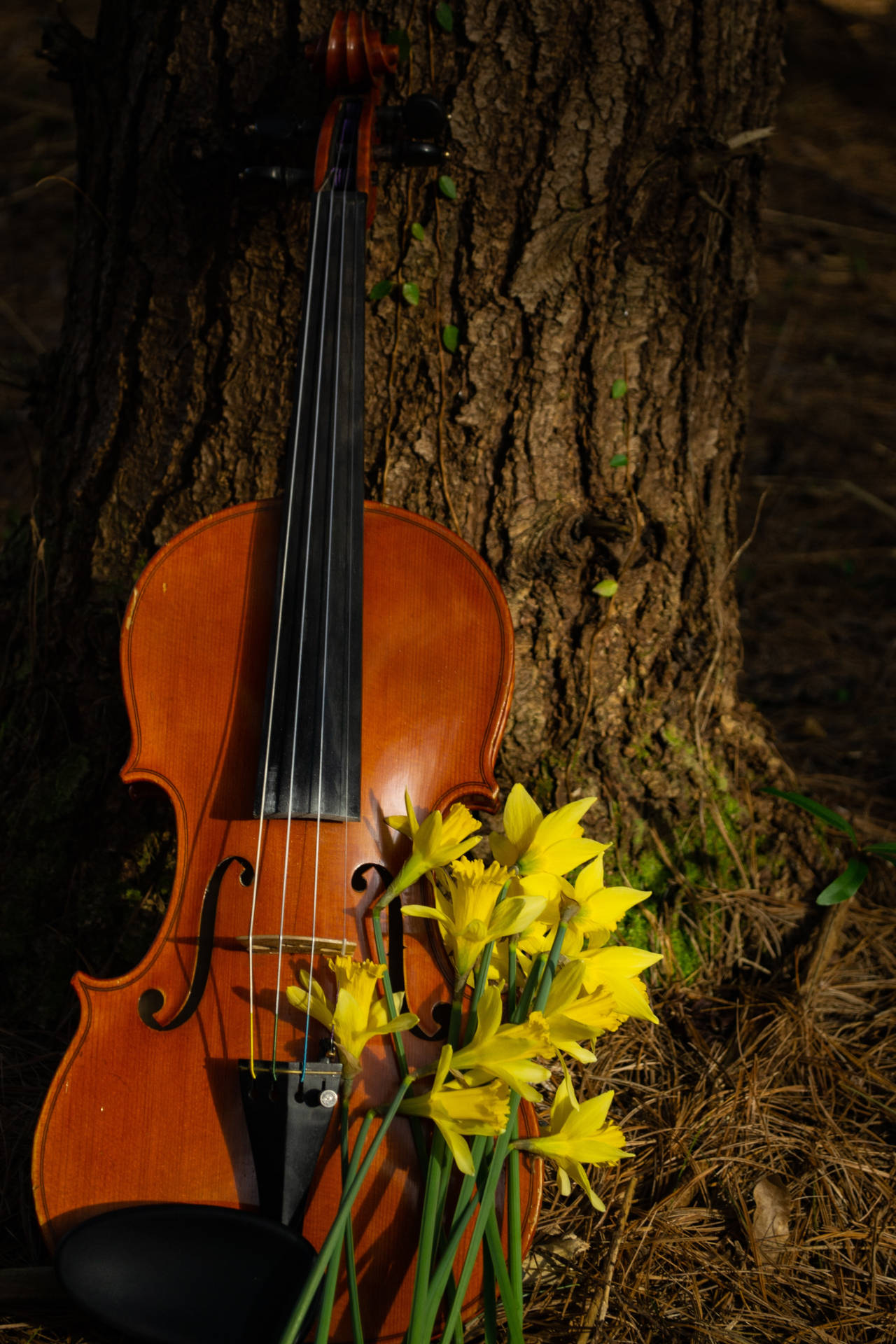 Violinand Daffodils Nature Melody SVG