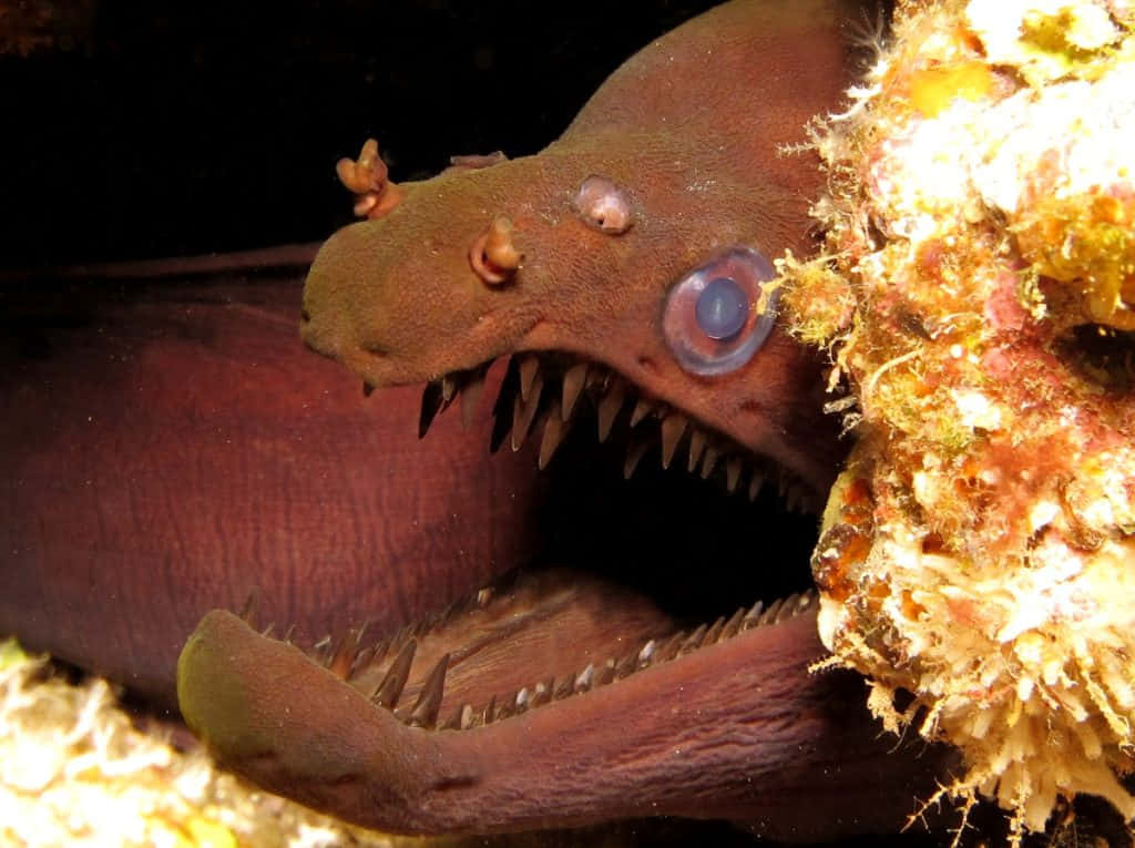 Download Viper Moray Eel Closeup Wallpaper | Wallpapers.com