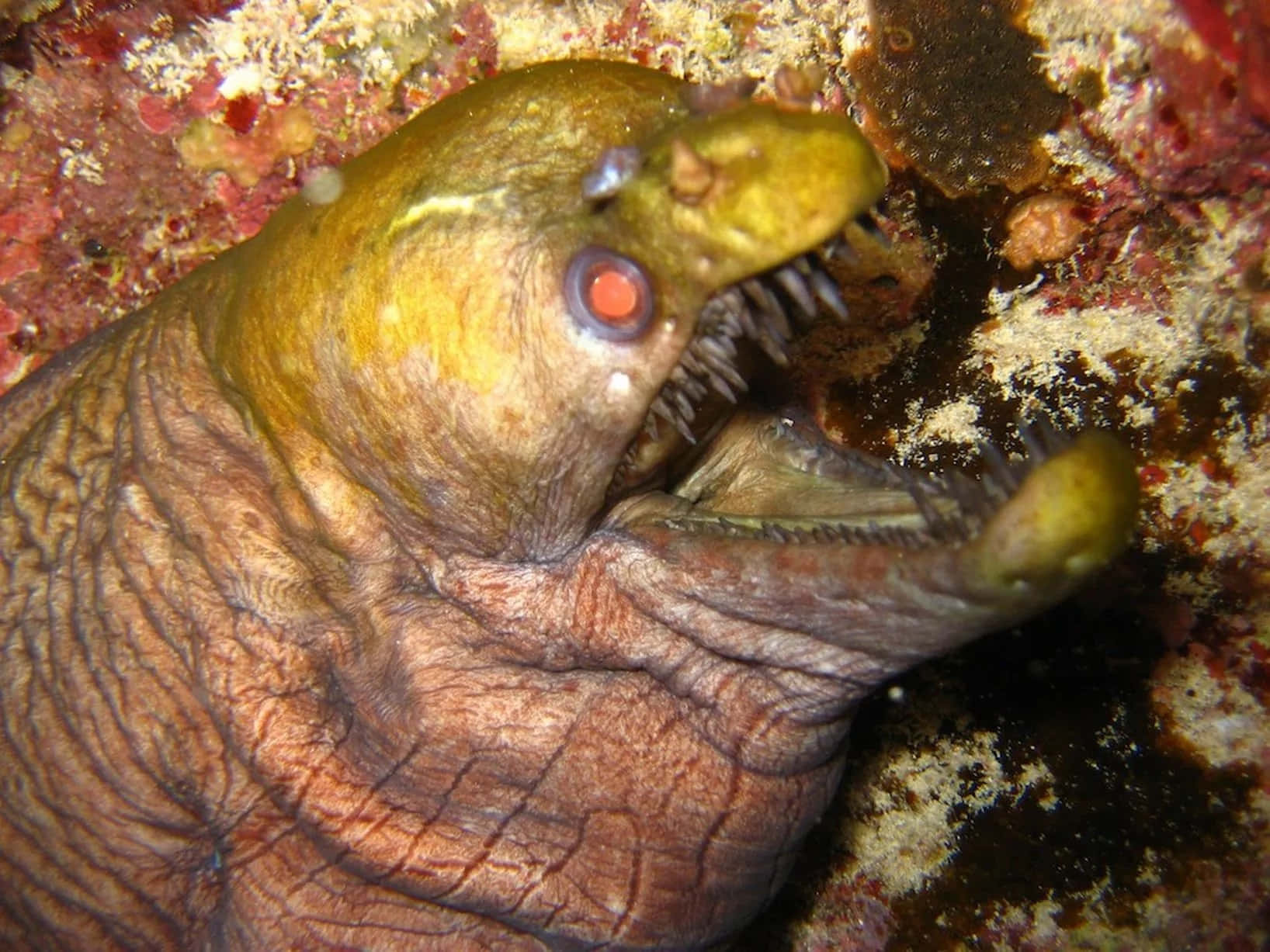 Viper Moray Eel Closeup Wallpaper