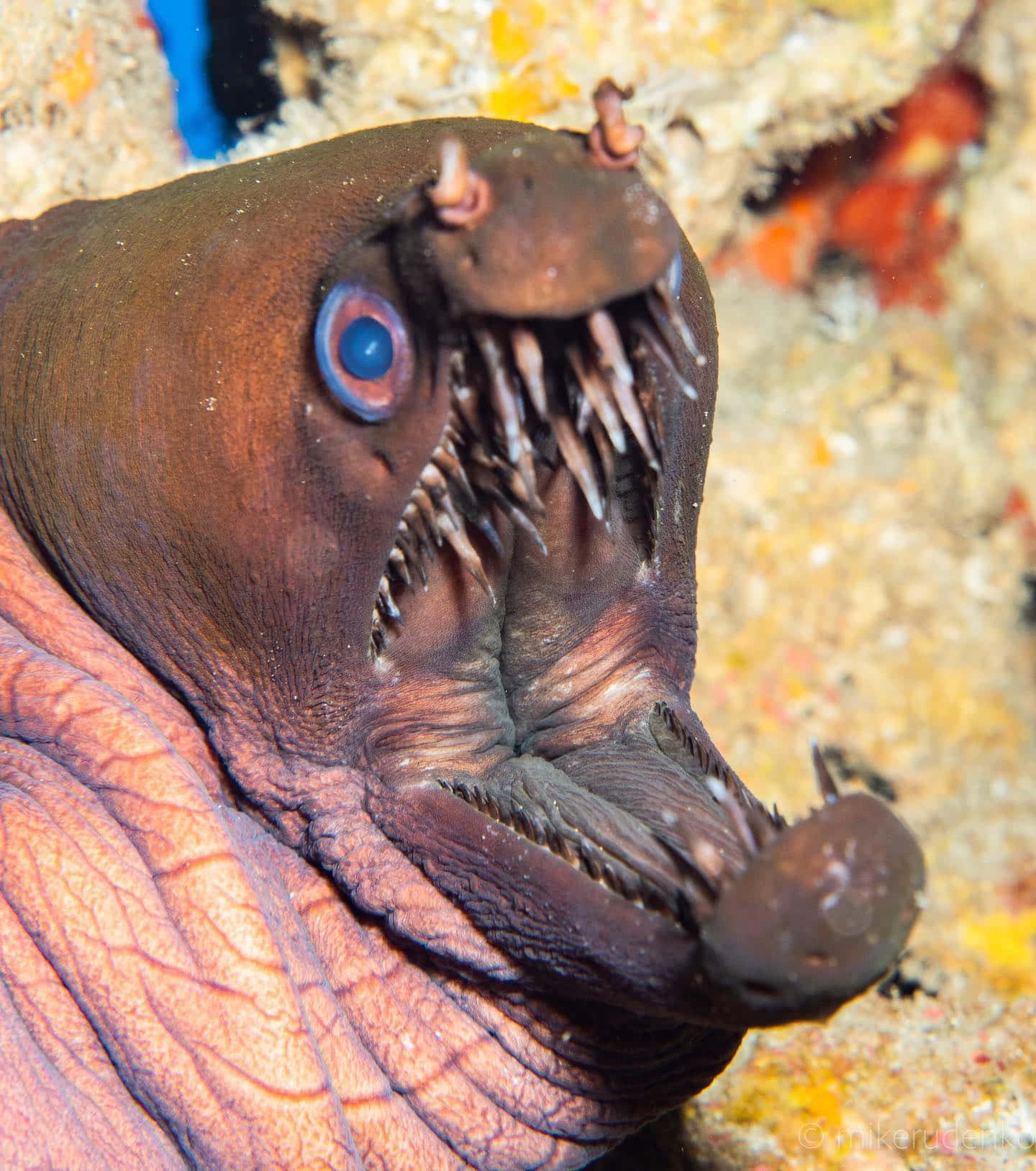 Viper Moray Eel Closeup Wallpaper