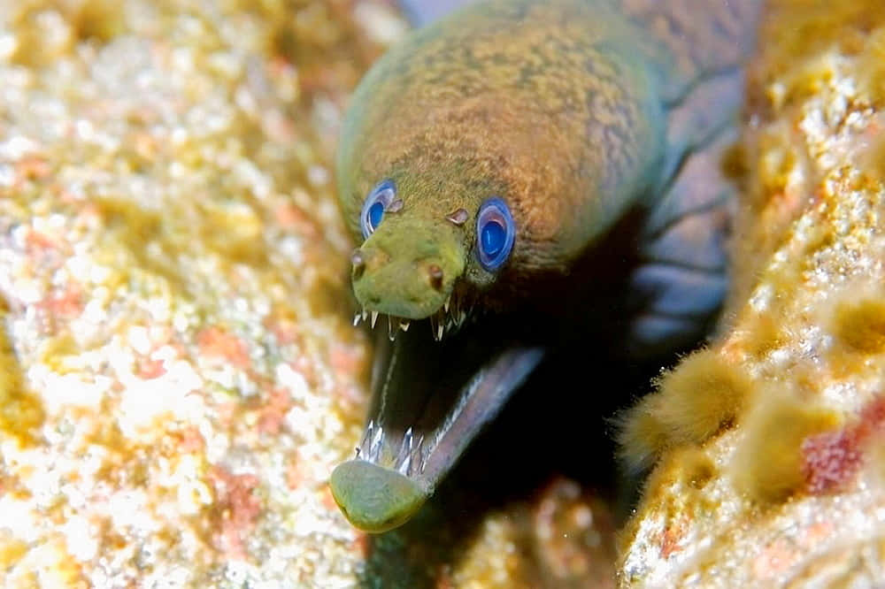 Viper Moray Eel Closeup Wallpaper