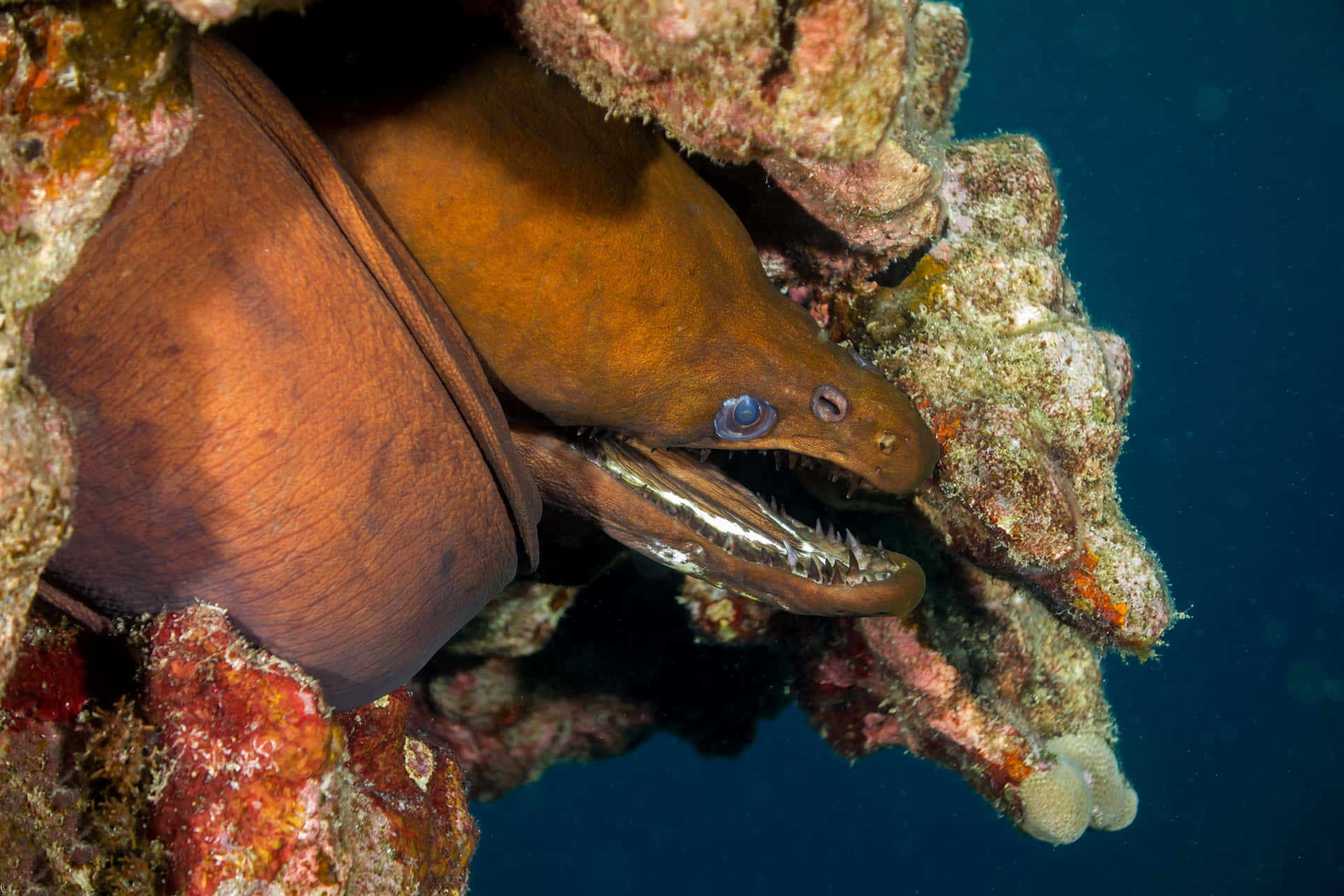 Viper Moray Eel Coral Reef Wallpaper