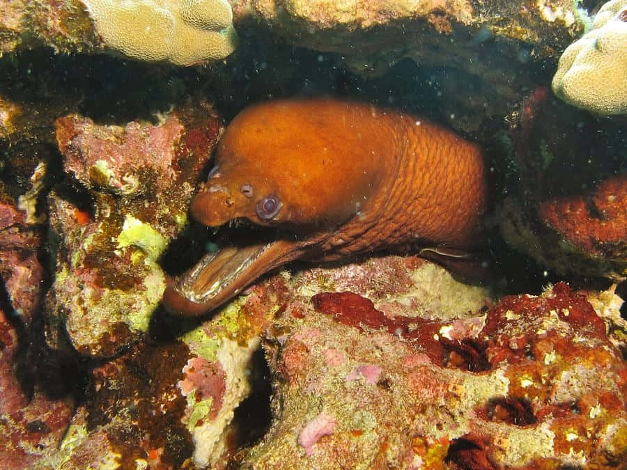 Viper Moray Eel Hiding Underwater Wallpaper