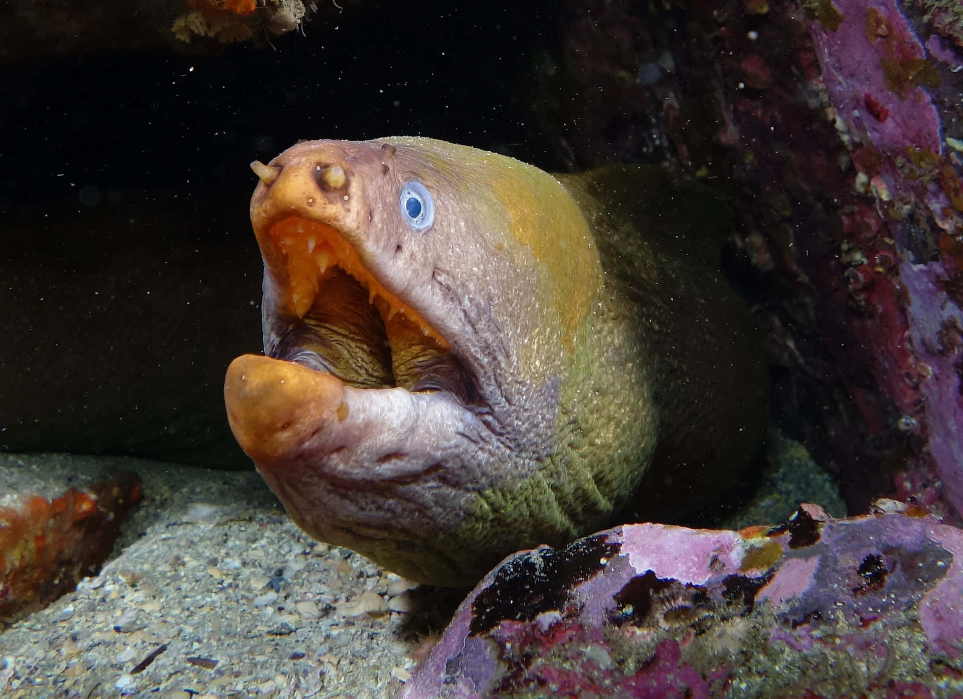 Viper Moray Eel Open Mouth Wallpaper