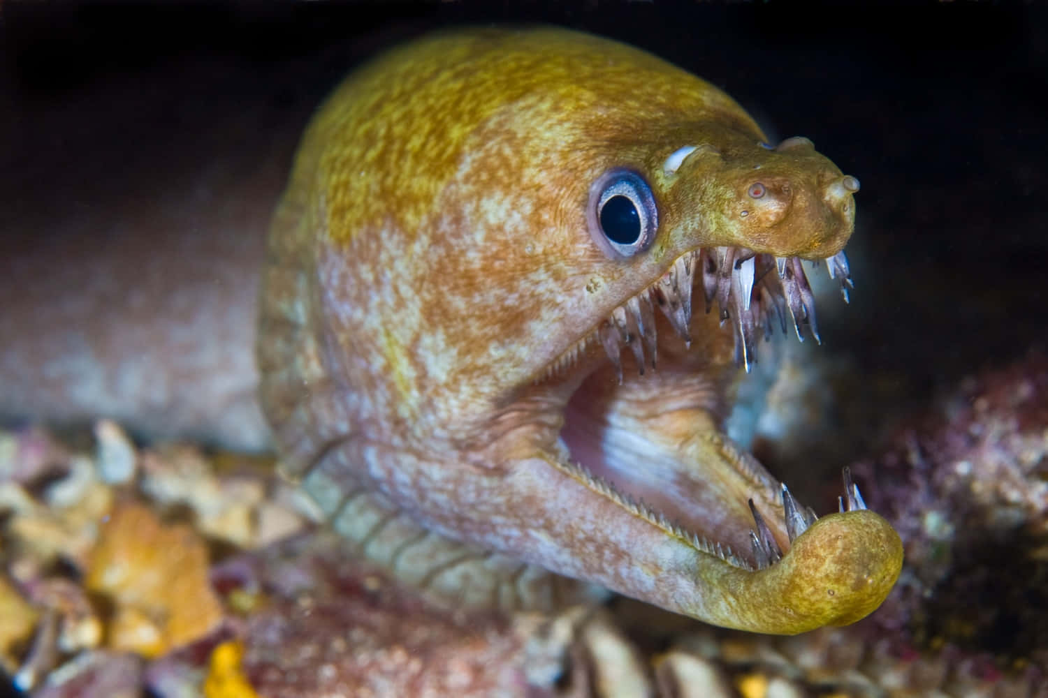 Viper Moray Eel Open Mouth Wallpaper