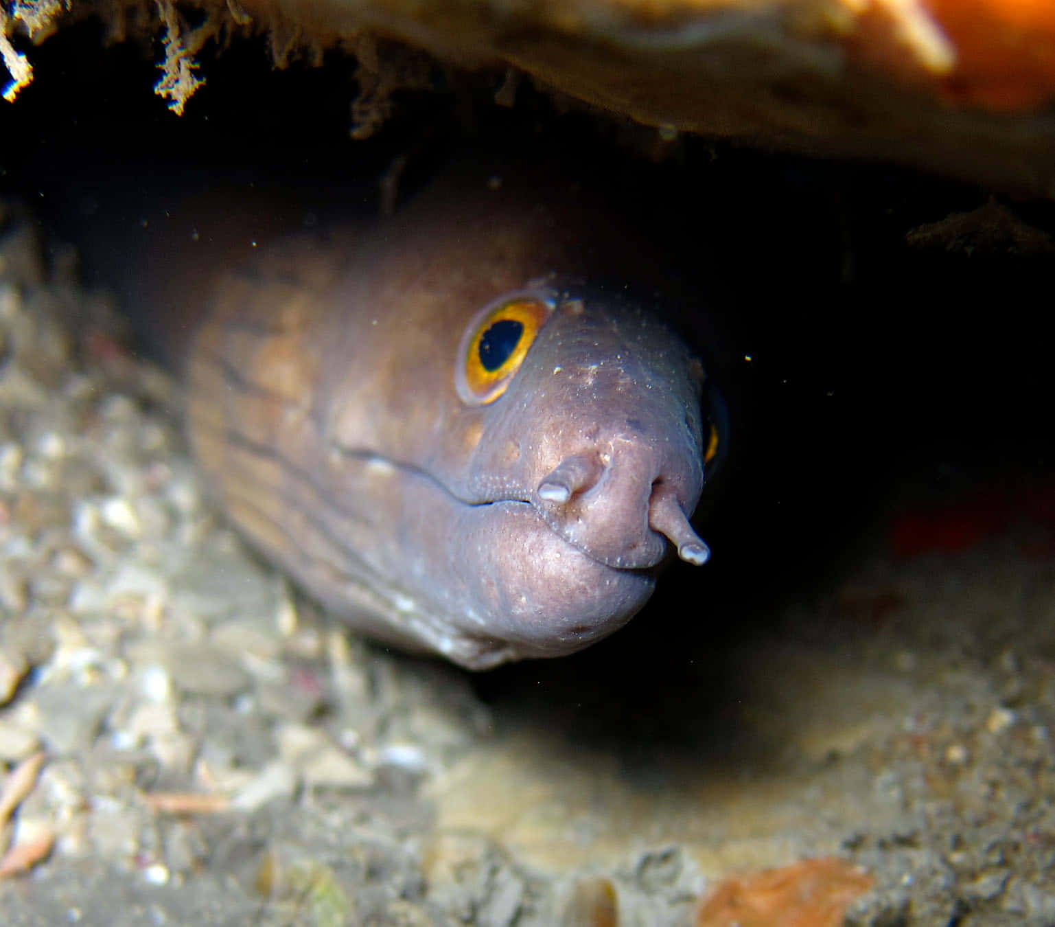 Viper Moray Eel Peeking Out Wallpaper