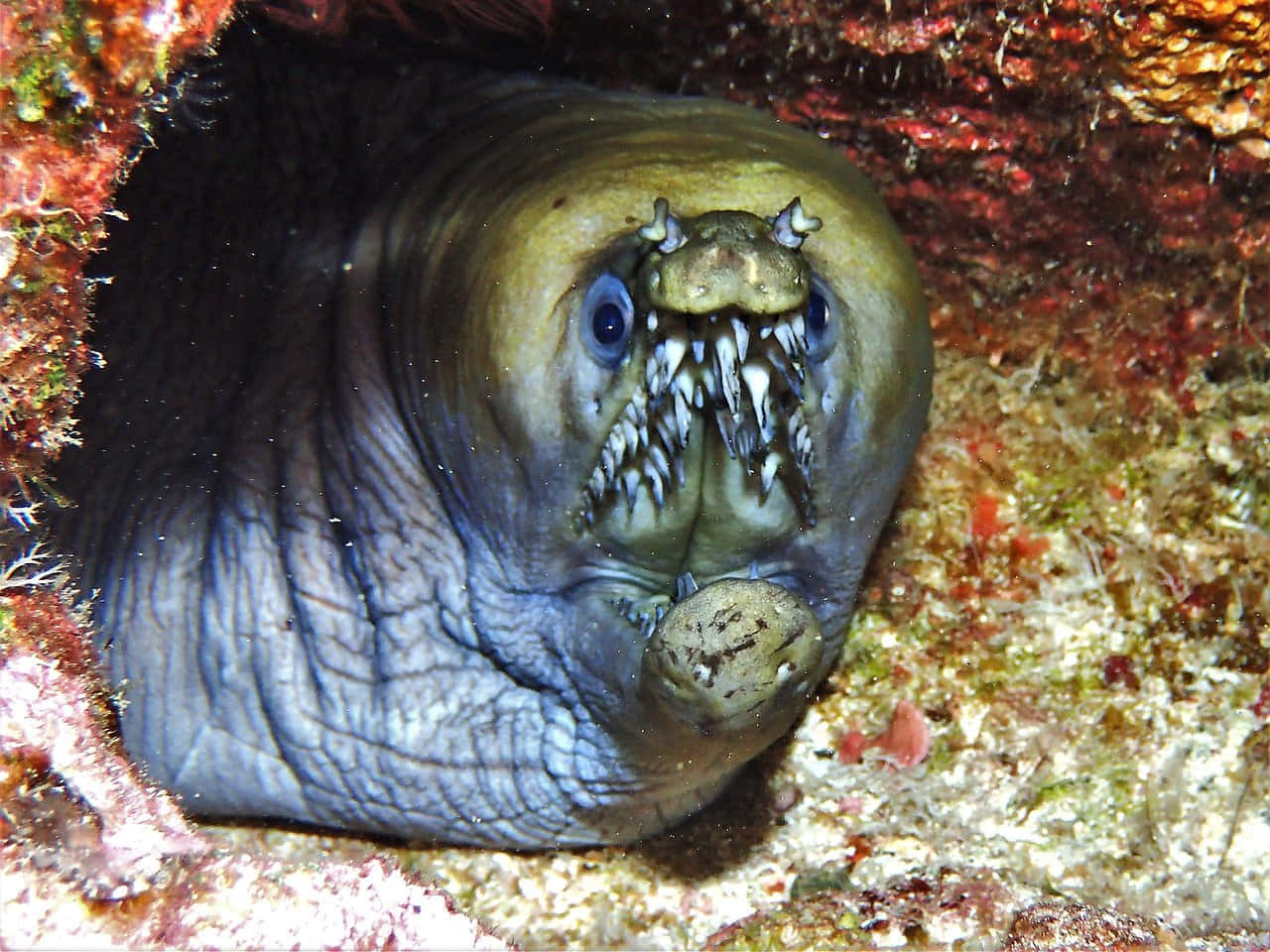 Viper Moray Eel Peeking Out Wallpaper