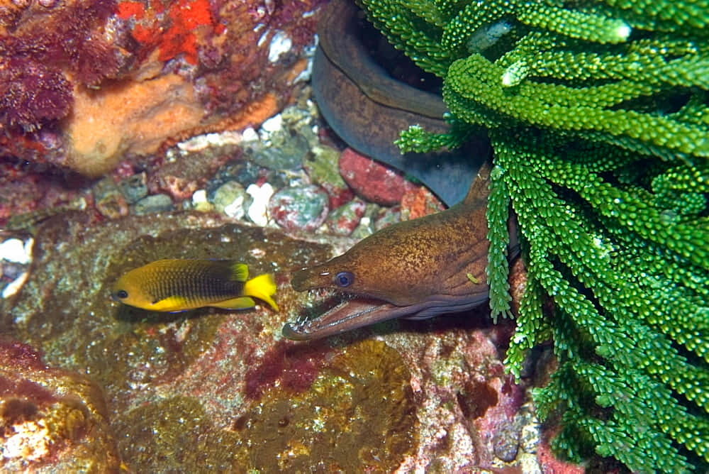 Viper Moray Eeland Yellowtail Fish Wallpaper