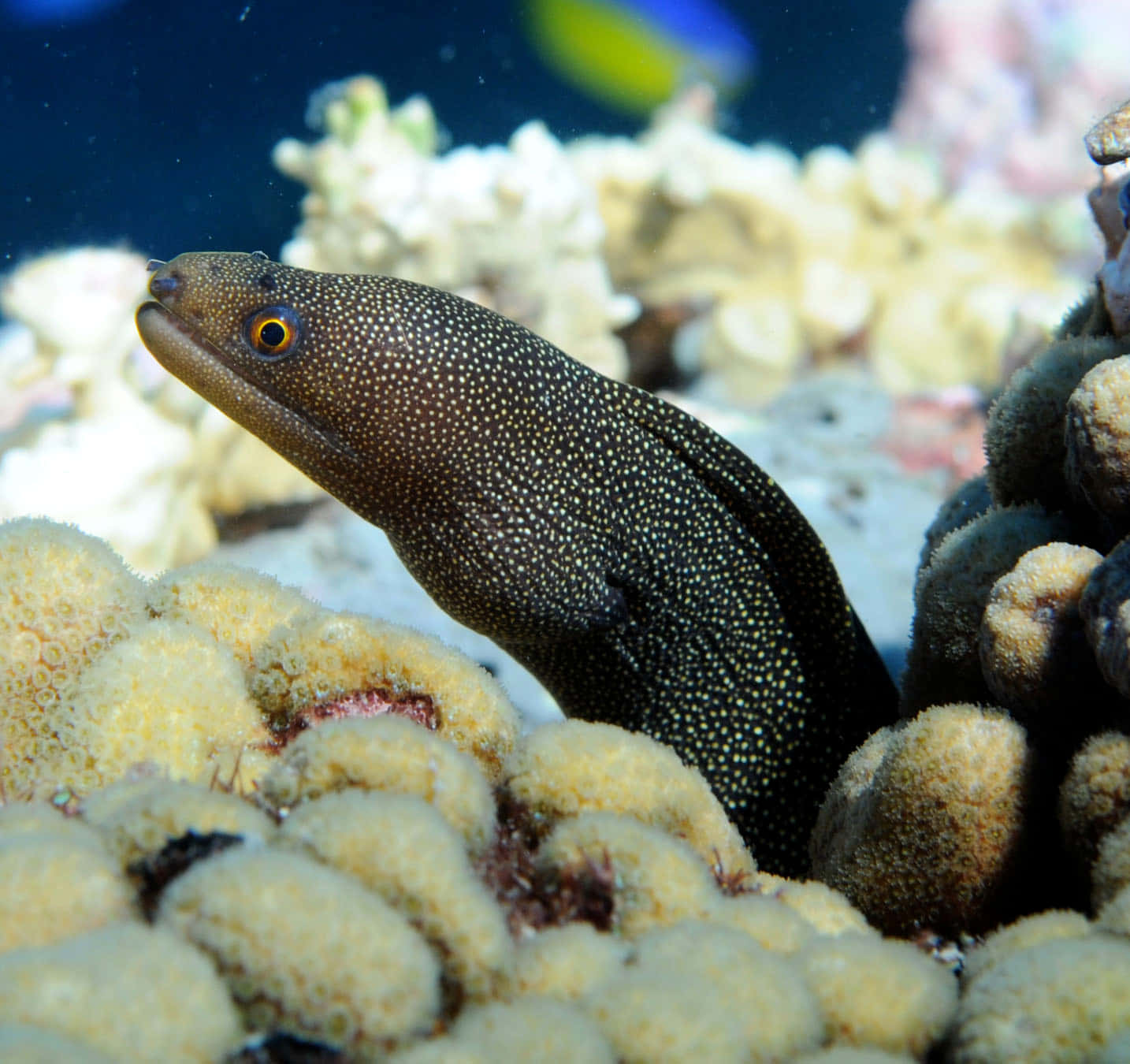 Viper Moray Eelin Coral Reef Wallpaper