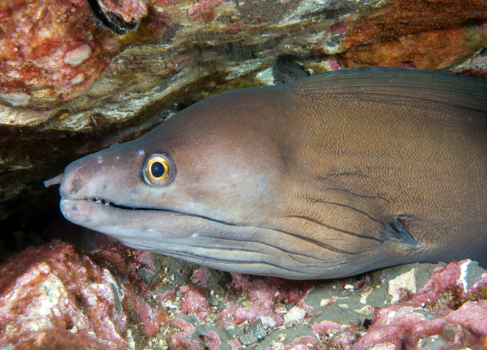 Viper Moray Eelin Coral Reef Wallpaper