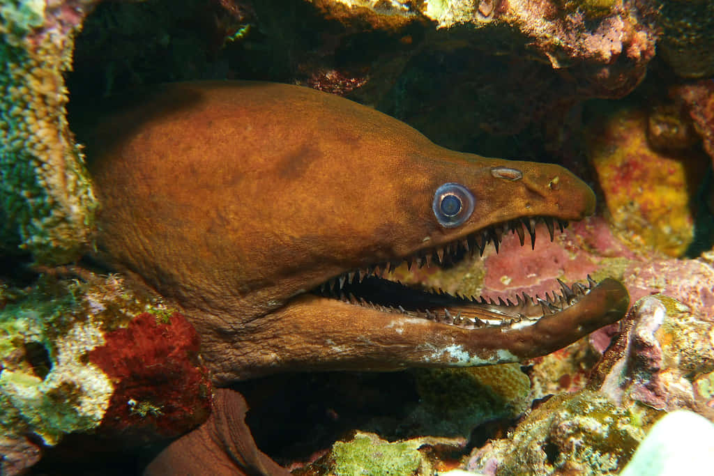 Viper Moray Eelin Coral Reef Wallpaper