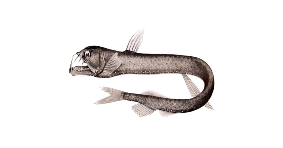 Viperfish Illustration Wallpaper