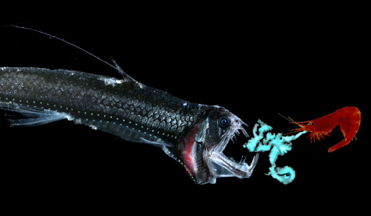 Viperfish Predatory Encounter Wallpaper