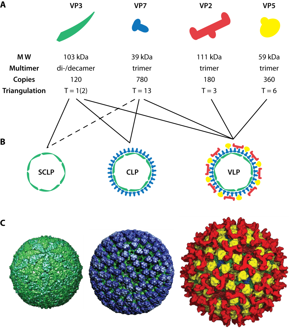 Viral_ Protein_ Complexes_and_ Structures PNG