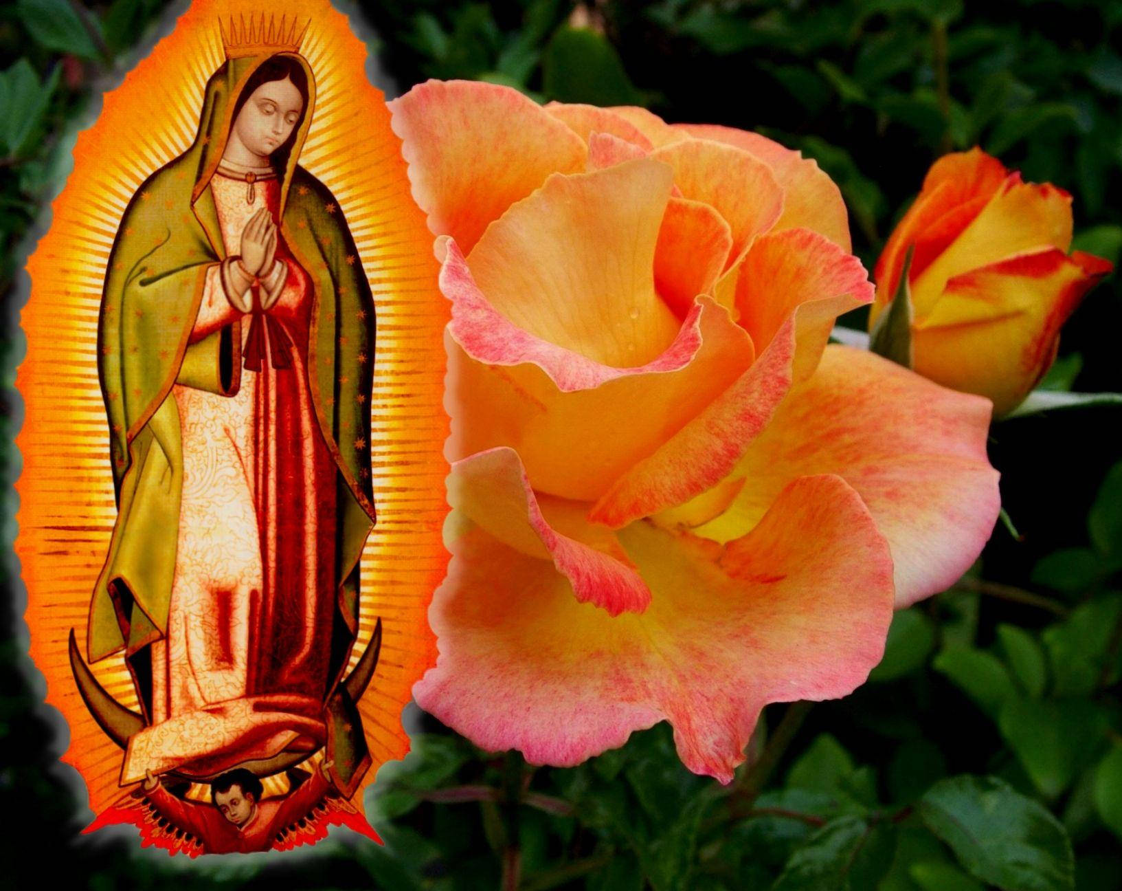 Virgen De Guadalupe Orange Rose Wallpaper