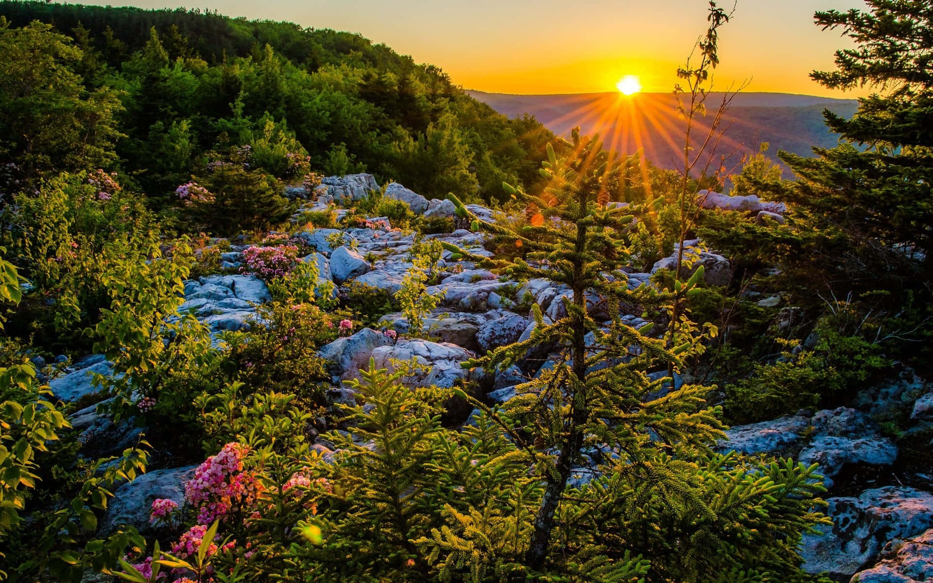 A Sunrise Over A Rocky Mountain With Flowers