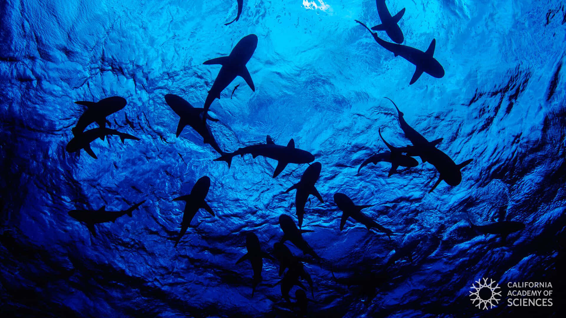 A Group Of Sharks Swimming In The Ocean