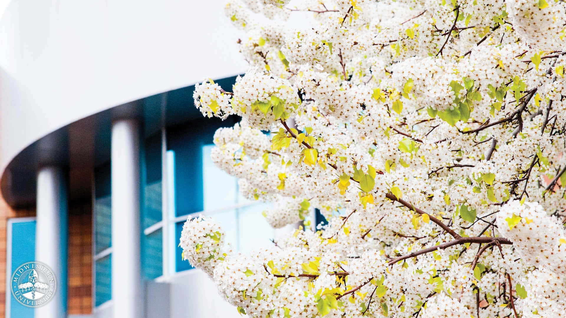 A White Tree With White Flowers In Front Of A Building