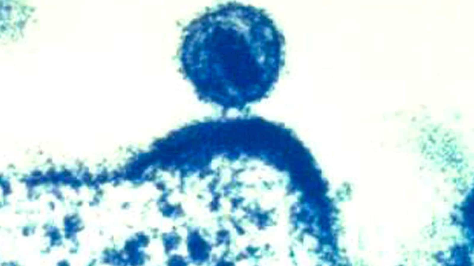 Virulent Blue Bacteria In Human Body Wallpaper