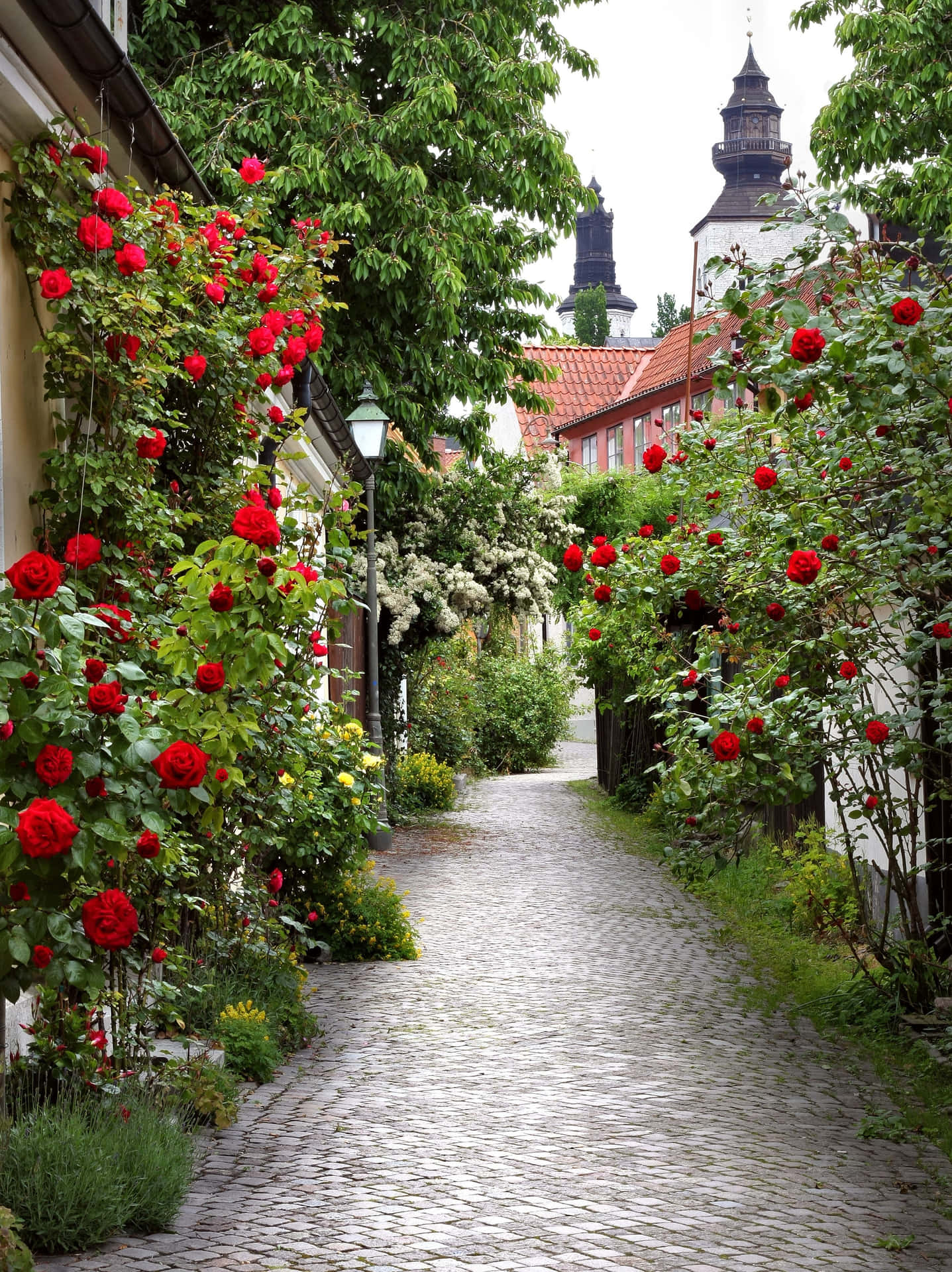Visby Cobblestone Streetwith Roses Wallpaper