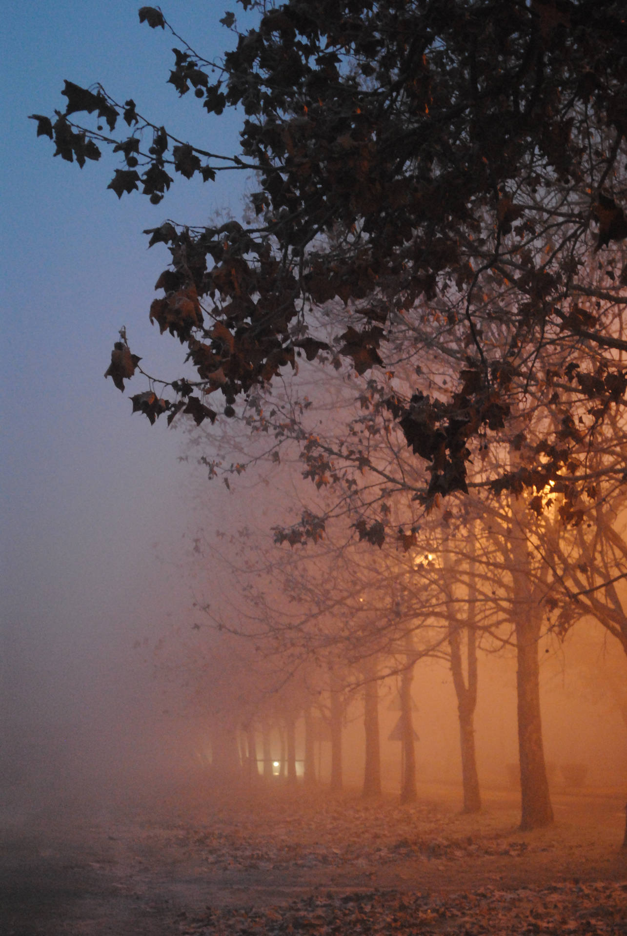 Linhade Árvores Neblinadas Visíveis Papel de Parede
