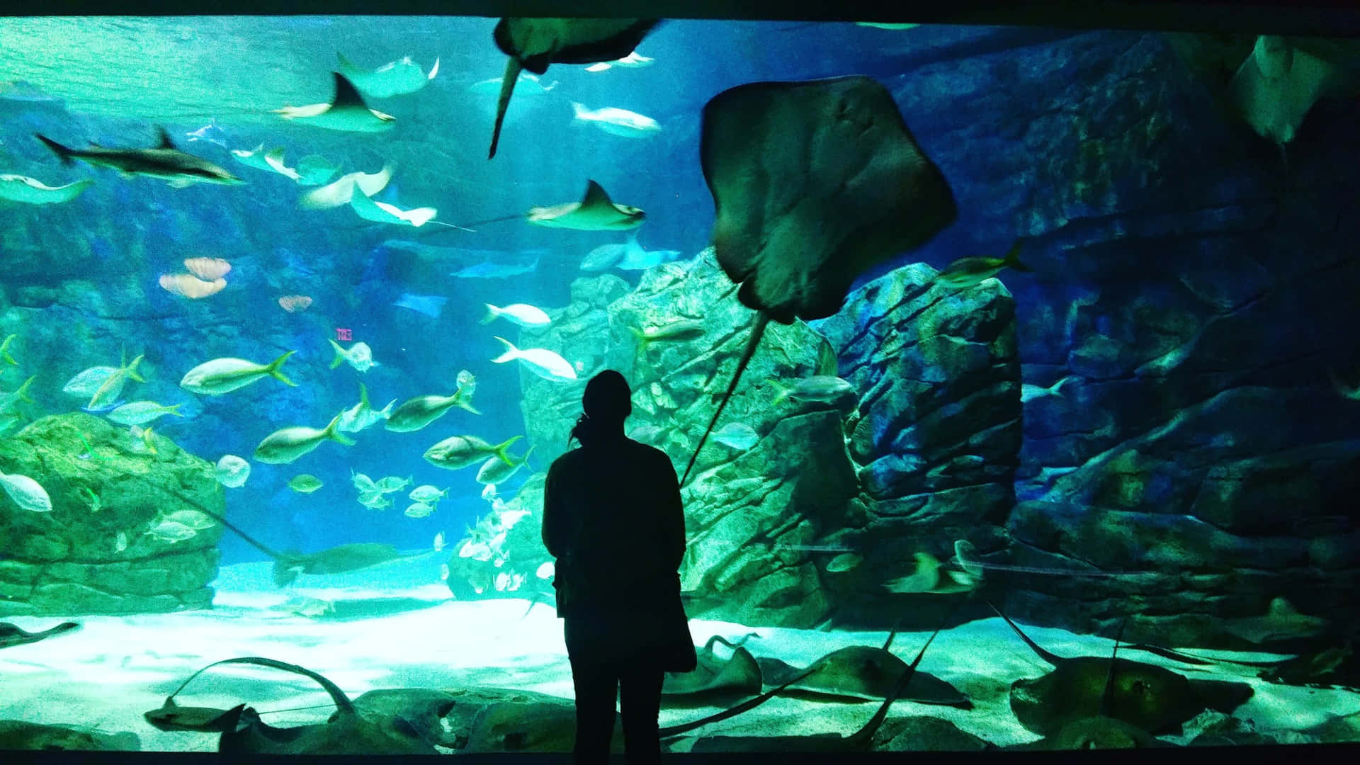 Visitor Admiring Aquatic Life Ripleys Aquarium Wallpaper