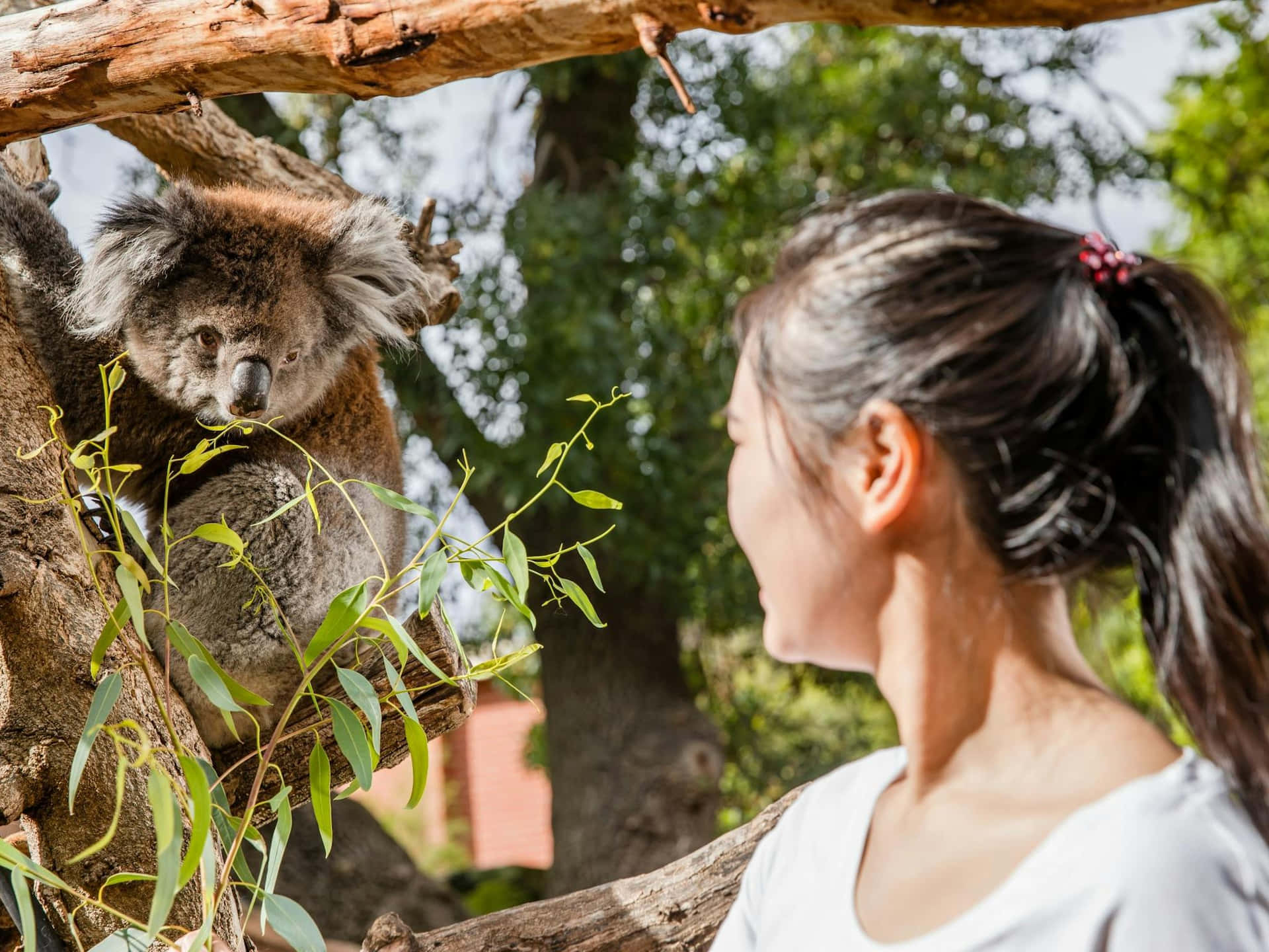 Visitor Encounterwith Koalaat Adelaide Zoo Wallpaper