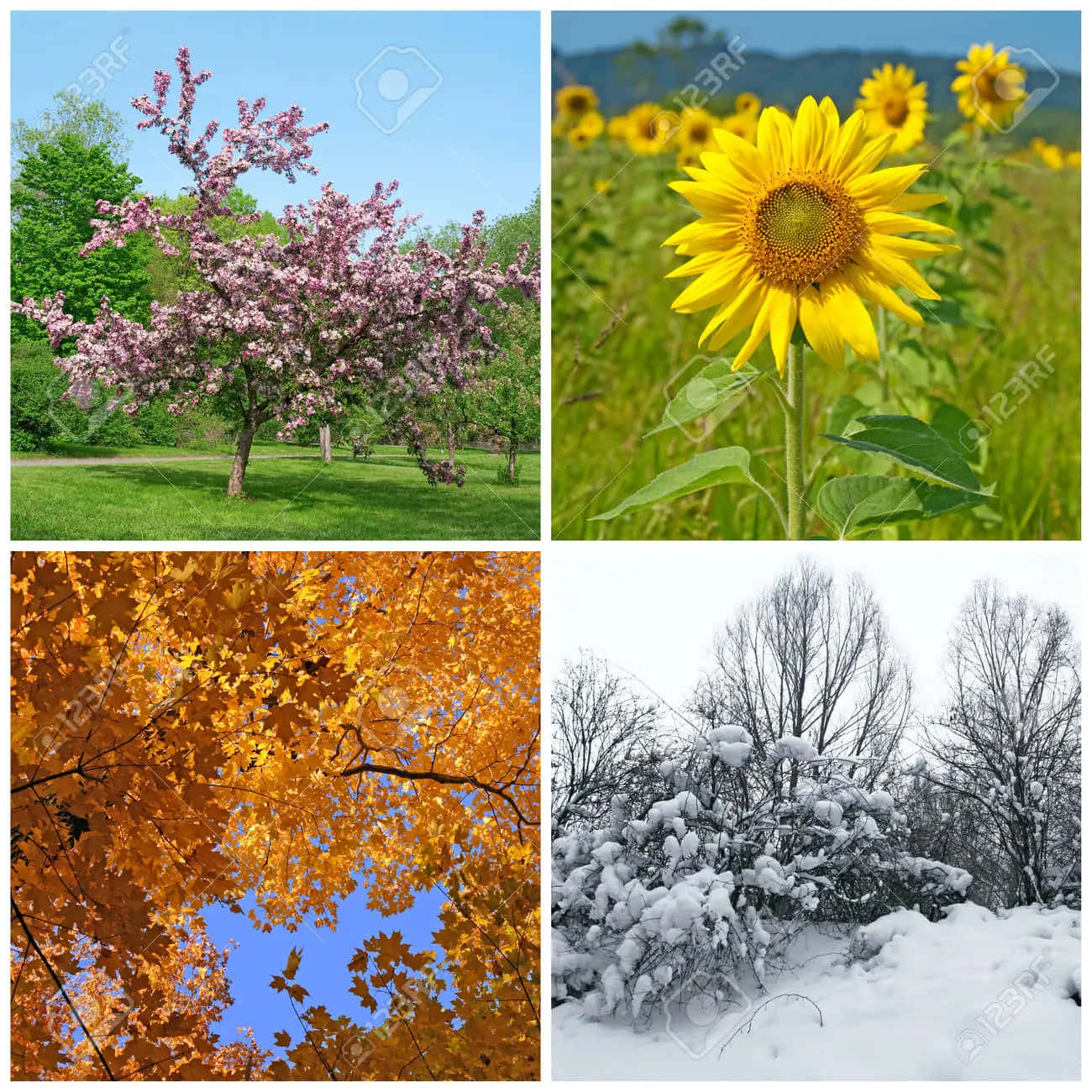 Visually-striking Seasons Wallpaper
